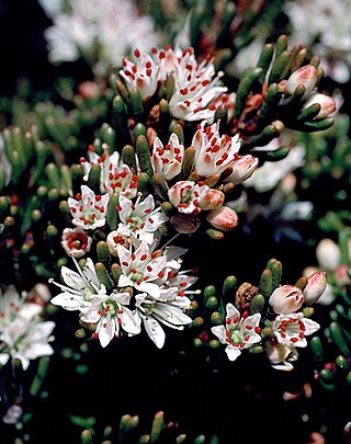 <i>Leionema montanum</i> Species of shrub