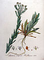 Батанічная ілюстрацыя з кнігі Яна Копса «Flora Batava», 1800—1934
