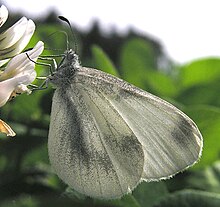 Leptidea-sinapis-020906-800.jpg