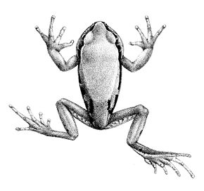 Descripción de la imagen Leptopelis gramineus 1897.jpg.