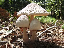 Leucoagaricus-Americanus1.jpg