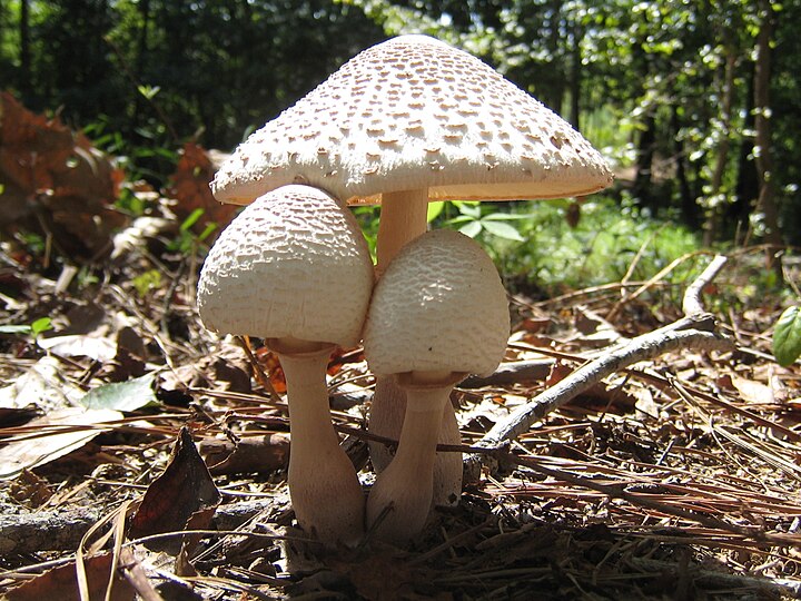 Пестрый гриб. Leucoagaricus americanus. Leucoagaricus Serenus. Белошампиньон американский. Лепиота Ореховая.