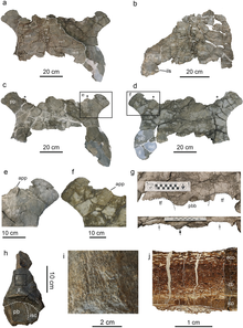 Leviathanochelys holotype Leviathanochelys.png