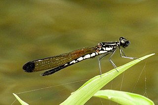 <i>Libellago finalis</i> Species of damselfly