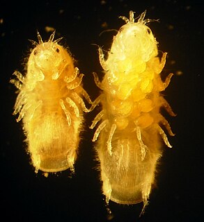 <i>Limnoria</i> Genus of crustaceans