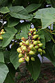 Blätter und Früchte eines Blauglockenbaums (Paulownia tomentosa)