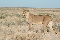 Lauva (Panthera leo)