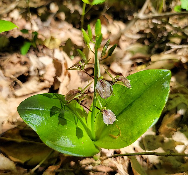 File:Liparis liliifolia.jpg