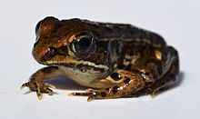 Lithobates-sphenocephalus UMFS 1.jpg