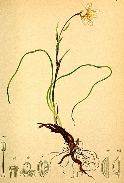 File:Lloydia serotina Atlas Alpenflora.jpg