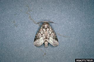 <i>Lochmaeus bilineata</i> Species of moth