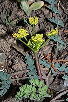 Lomatium martindalei, detail