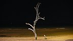 Lonely tree 1.jpg