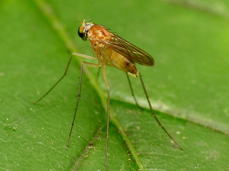 File:Long-legged Fly (31727251405).jpg