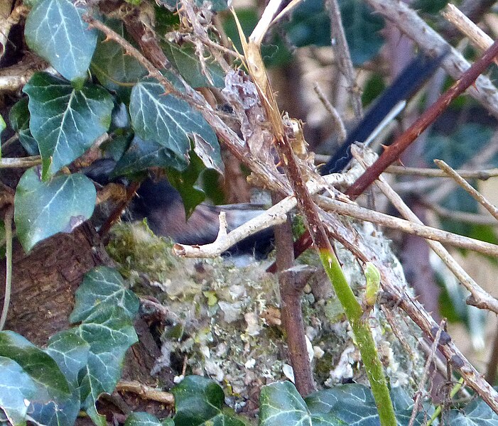 File:Long-tailed Tit building nest, Cradley, Malvern, Worcestershire.jpg