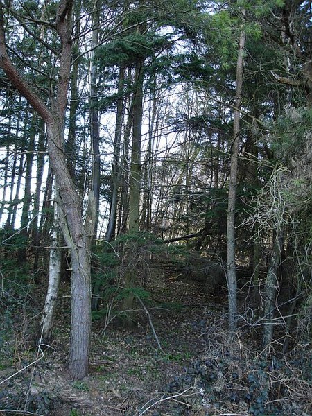 File:Longton Wood - geograph.org.uk - 149182.jpg