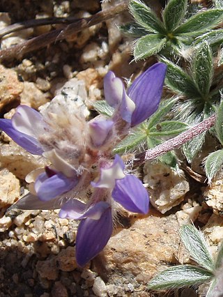 <i>Lupinus breweri</i> Species of legume