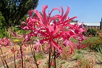 Lycoris rosea