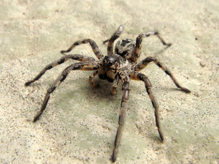 <i>Lycosa tarantula</i> Species of arachnid