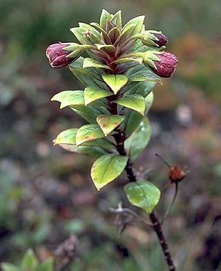 <i>Lysimachia daphnoides</i> Species of flowering plant