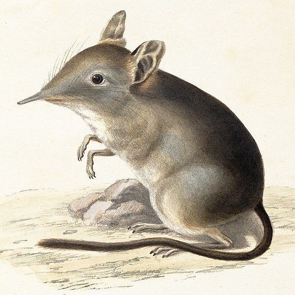 File:Macroscelides edwardii - 1700-1880 - Print - Iconographia Zoologica - Special Collections University of Amsterdam - UBA01 IZ20900065 2.jpg