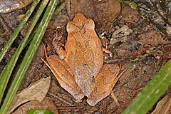 Description de l'image Madagascar jumping frog (Aglyptodactylus australis) Andasibe.jpg.