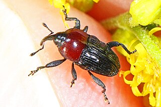 <i>Madarellus undulatus</i> Species of beetle