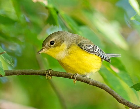 Magnolia warbler in Prospect Park