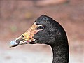 * Nomination Magpie Goose Benjamint 11:44, 31 October 2007 (UTC) * Promotion The beak is overexposed, something you can easily correct - Alvesgaspar 12:58, 31 October 2007 (UTC)Thanks, I will, Benjamint Done 09:03, 1 November 2007 (UTC) -- Some noise and unsharpness but good enough for QI, considering the large size. I wonder why you don't use smaller F numbers for this kind of subject - Alvesgaspar 20:41, 1 November 2007 (UTC)