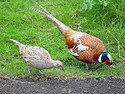Common pheasant Male and female pheasant.jpg