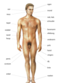 male anatomy