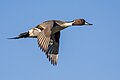 Male northern pintail (Anas acuta) in flight at the Llano Seco Unit of the Sacramento National Wildlife Refuge Complex.