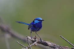 Malurus splendens - Yangebup, Western Australia, Australia - Male- 8. jpg