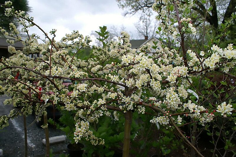 File:Malus toringo sargentii Tina 2zz.jpg