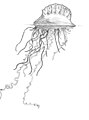 Pencil drawing of man 'o' war jellyfish