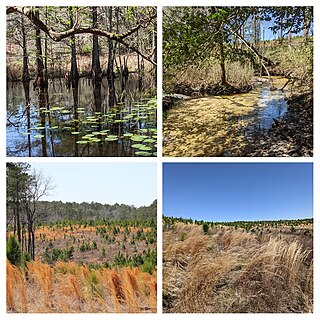 <span class="mw-page-title-main">Manchester State Forest</span> State forest in South Carolina, United States