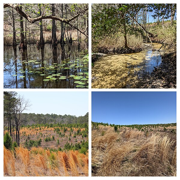 File:Manchester State Forest, SC.jpg