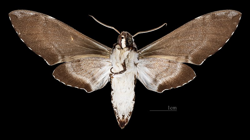 File:Manduca brunalba MHNT CUT 2010 0 463 Rio Verde Matto Grosso Brazil - Male ventral.jpg