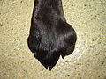 Mast cell tumor of the paw