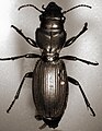 Mecodema oconnori (Broscinae)