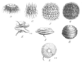 Diversity of seed pod characters