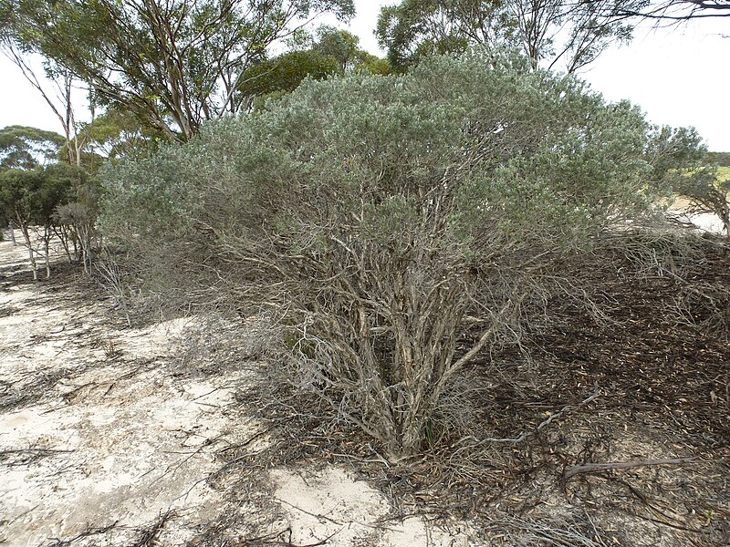 File:Melaleuca sapientes (habit).JPG