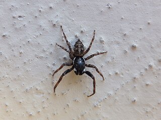 <i>Menemerus mirabilis</i> Species of spider