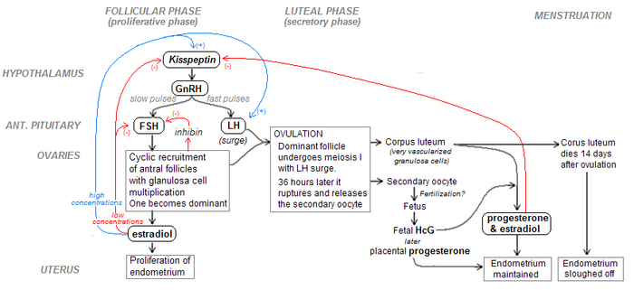 Menstrual Cycle Moon Chart