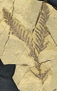 Fossile de Mesocyparis