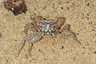 <i>Metopograpsus messor</i> Species of crab