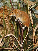 Micromys minutus (Harvest Mouse)