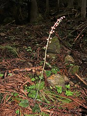 花茎は高さ30-50cmになり、花はやや間隔をあけてつく。
