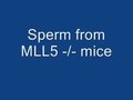 File:Mll5-Is-Required-for-Normal-Spermatogenesis-pone.0027127.s012.ogv