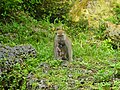Macaque avec petit